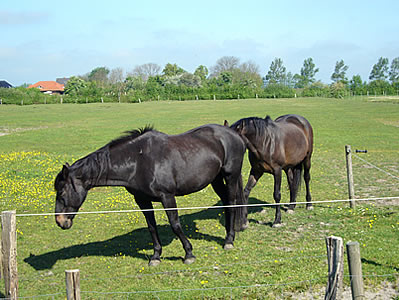 Pferde